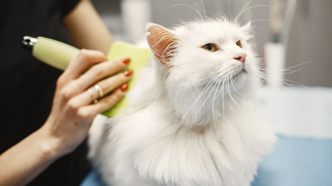 Long-haired white cat being brushed by a groomer in a pet salon